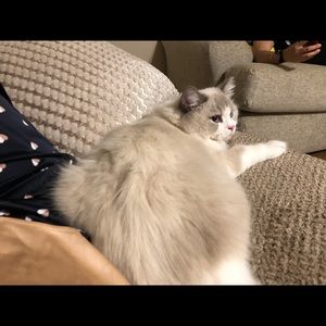 Meet your Posher, Yunjie